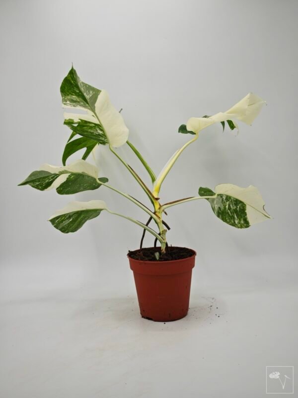 Monstera Albo Variegata (L) 11 - Imagen 4