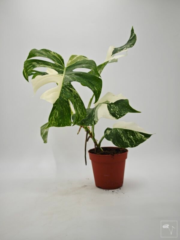 Monstera Albo Variegata (L) 11 - Imagen 5