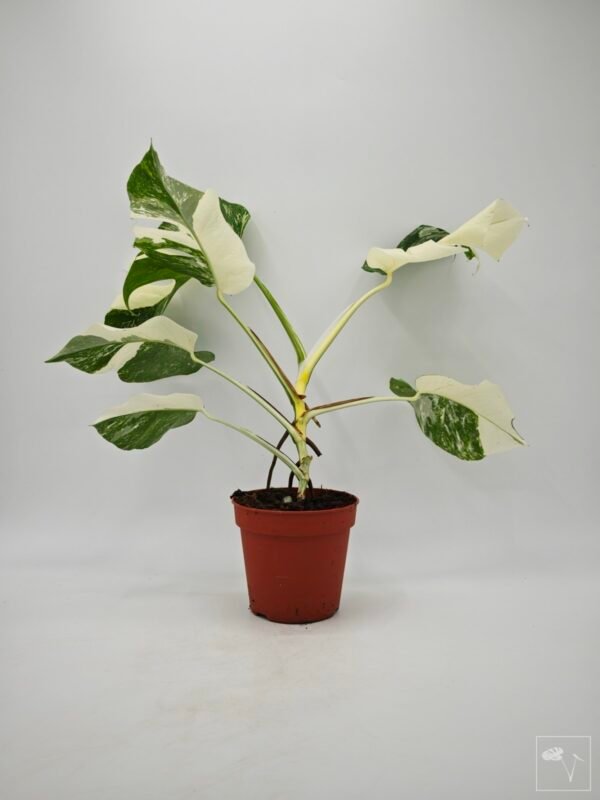 Monstera Albo Variegata (L) 11 - Imagen 6