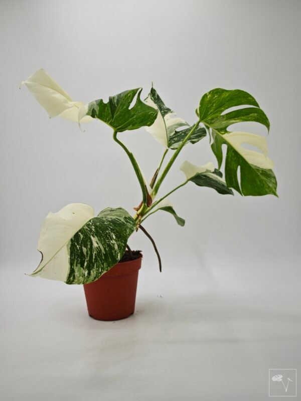 Monstera Albo Variegata (L) 11 - Imagen 7
