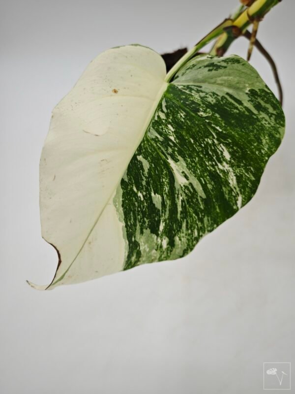 Monstera Albo Variegata (L) 11 - Imagen 8