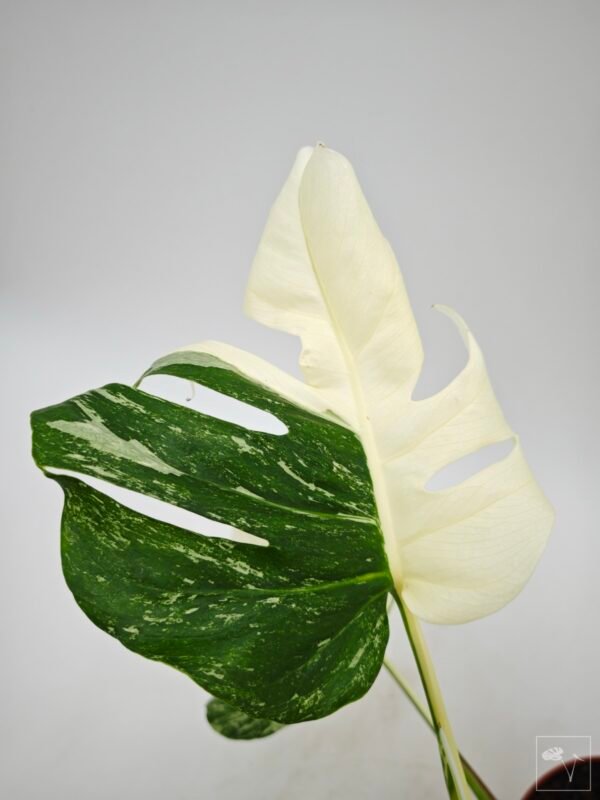 Monstera Albo Variegata (L) 11 - Imagen 9