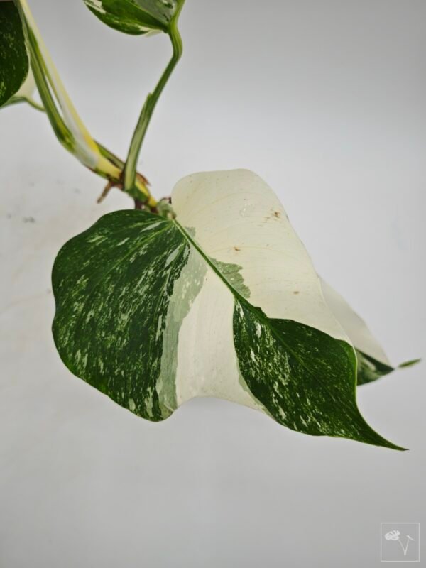 Monstera Albo Variegata (L) 11 - Imagen 10