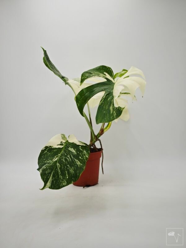 Monstera Albo Variegata (L) 12 - Imagen 2
