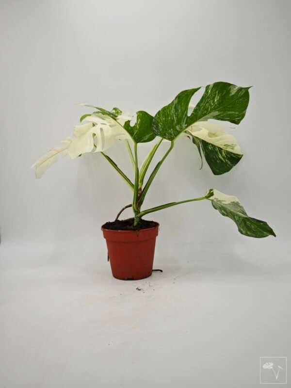 Monstera Albo Variegata (L) 12 - Imagen 4
