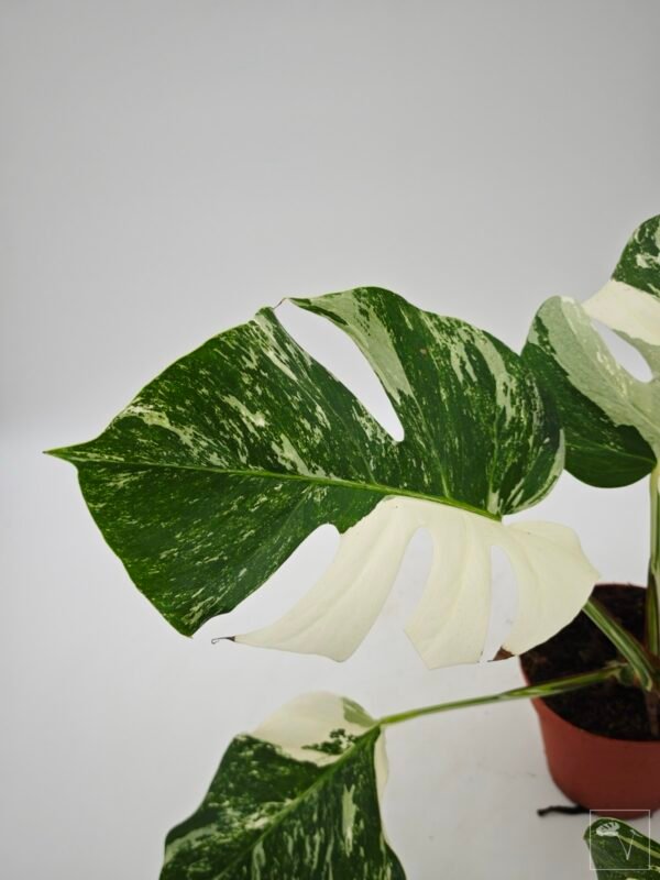 Monstera Albo Variegata (L) 12 - Imagen 5