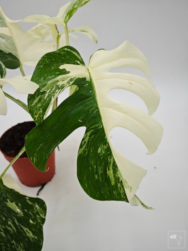 Monstera Albo Variegata (L) 12 - Imagen 6
