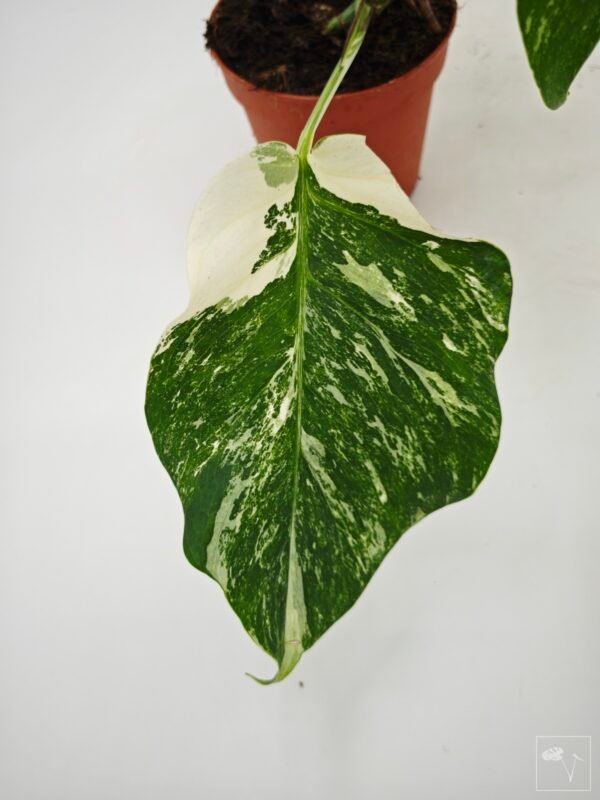Monstera Albo Variegata (L) 12