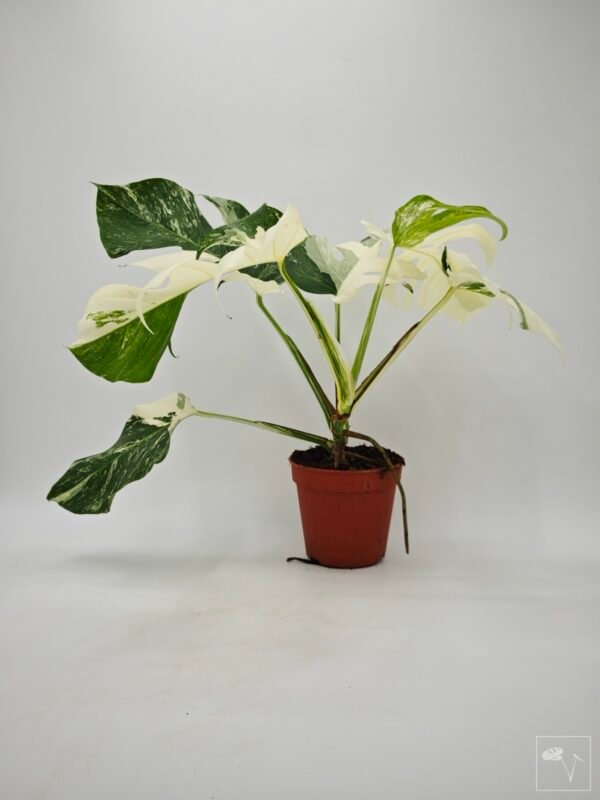 Monstera Albo Variegata (L) 12 - Imagen 8