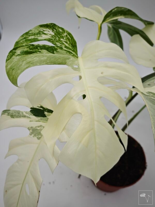 Monstera Albo Variegata (L) 12 - Imagen 9