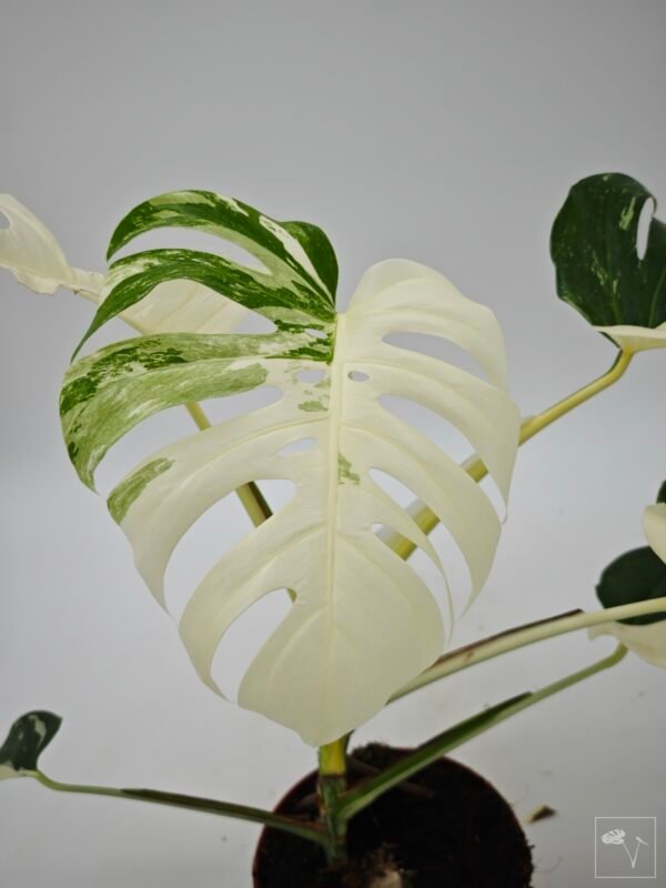 Monstera Albo Variegata (L) 15 - Imagen 2