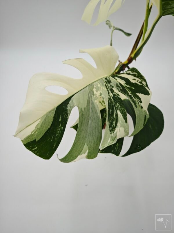 Monstera Albo Variegata (L) 15 - Imagen 3