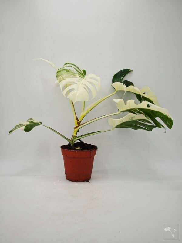 Monstera Albo Variegata (L) 15 - Imagen 4