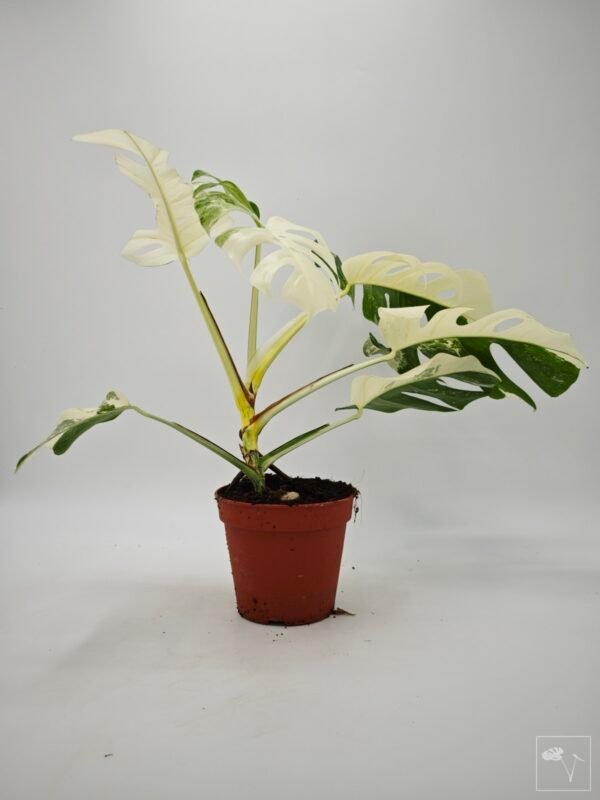 Monstera Albo Variegata (L) 15 - Imagen 5