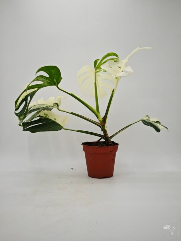 Monstera Albo Variegata (L) 15 - Imagen 6