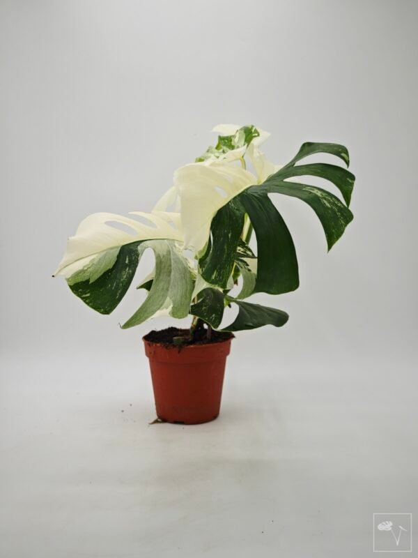 Monstera Albo Variegata (L) 15 - Imagen 7