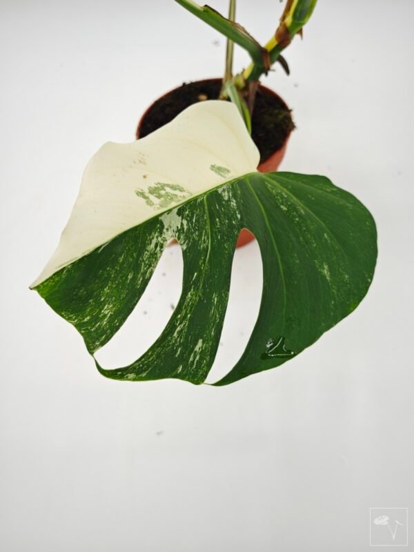 Monstera Albo Variegata (L) 15 - Imagen 8