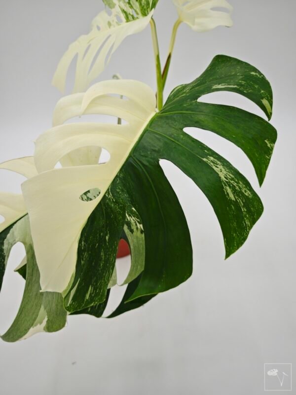 Monstera Albo Variegata (L) 15
