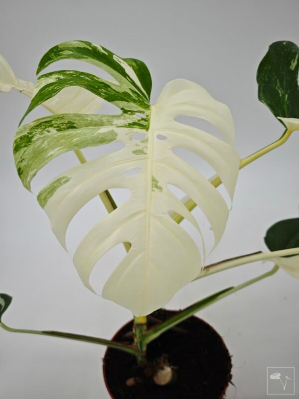 Monstera Albo Variegata (L) 15 - Imagen 10