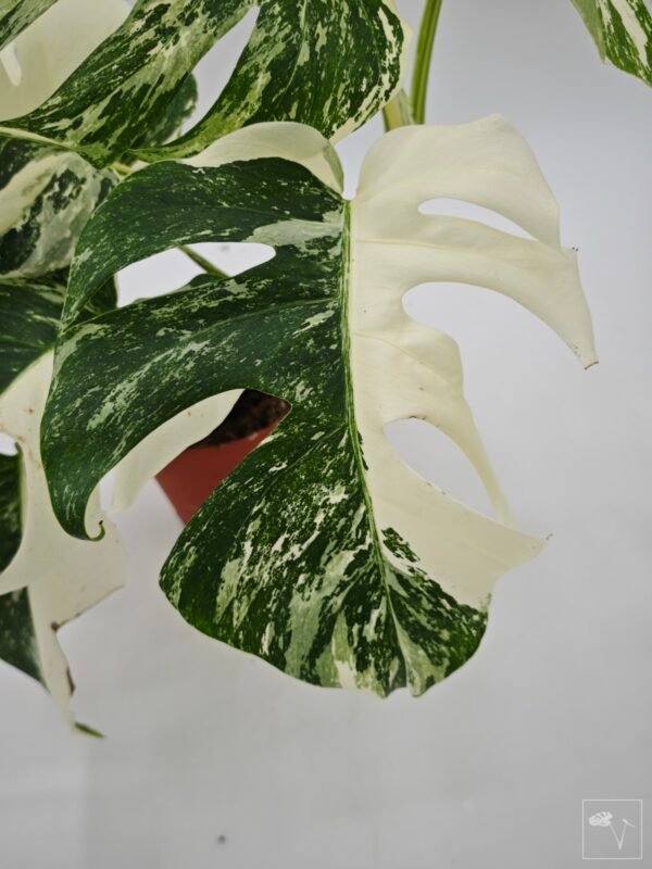 Monstera Albo Variegata (L) 16 - Imagen 2