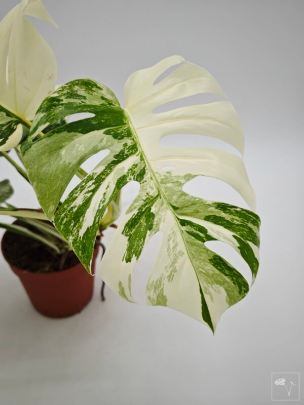 Monstera Albo Variegata (L) 16 - Imagen 3