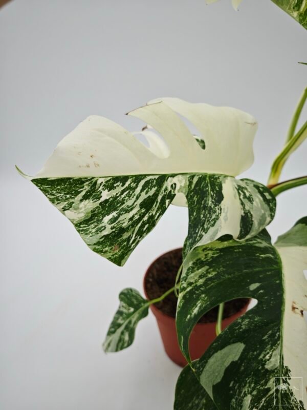 Monstera Albo Variegata (L) 16 - Imagen 4