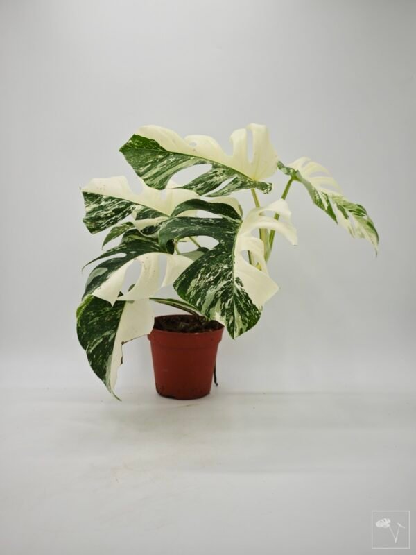 Monstera Albo Variegata (L) 16 - Imagen 5