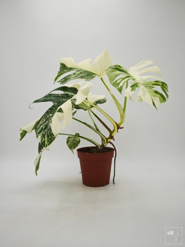 Monstera Albo Variegata (L) 16 - Imagen 6