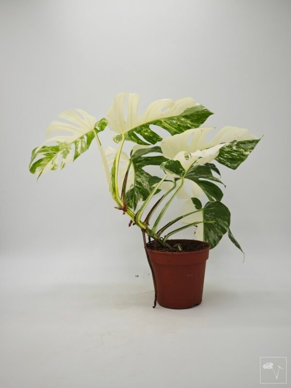 Monstera Albo Variegata (L) 16 - Imagen 7
