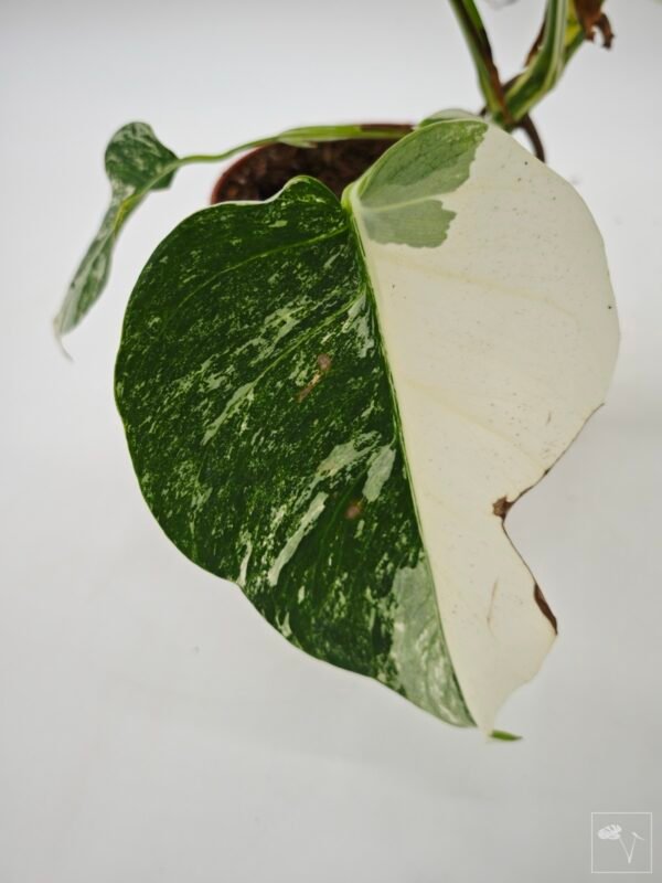 Monstera Albo Variegata (L) 16 - Imagen 8