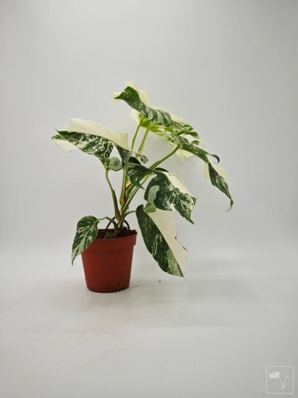 Monstera Albo Variegata (L) 16 - Imagen 9
