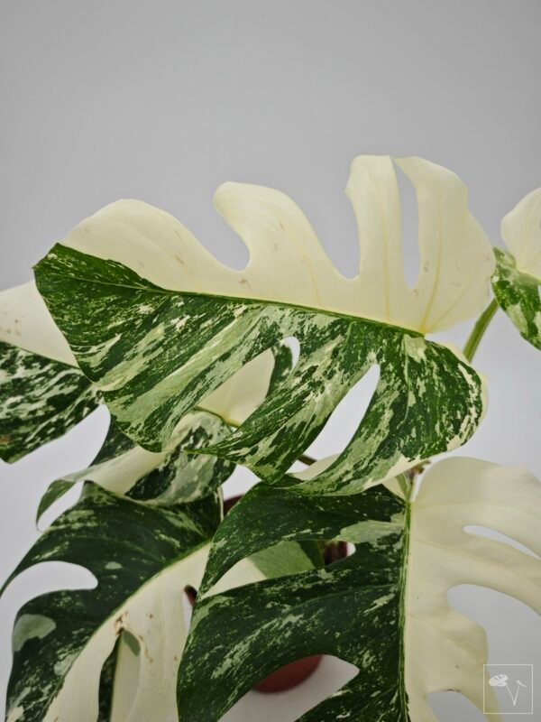 Monstera Albo Variegata (L) 16