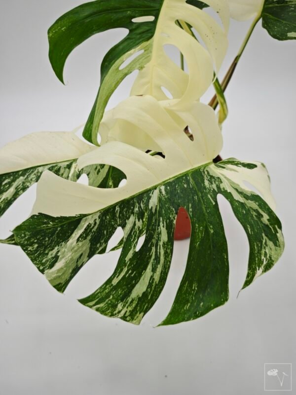 Monstera Albo Variegata (L) 17