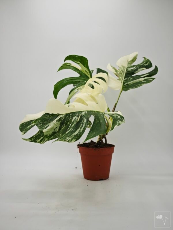 Monstera Albo Variegata (L) 17 - Imagen 3