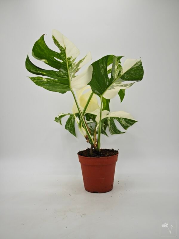 Monstera Albo Variegata (L) 17 - Imagen 4