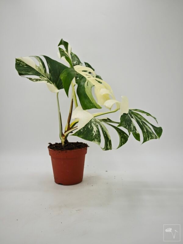 Monstera Albo Variegata (L) 17 - Imagen 5