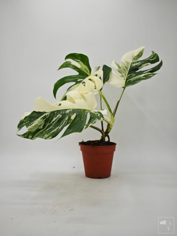 Monstera Albo Variegata (L) 17 - Imagen 6