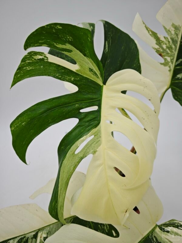 Monstera Albo Variegata (L) 17 - Imagen 7