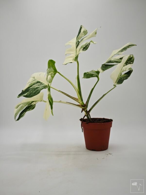 Monstera Albo Variegata (L) 18 - Imagen 2