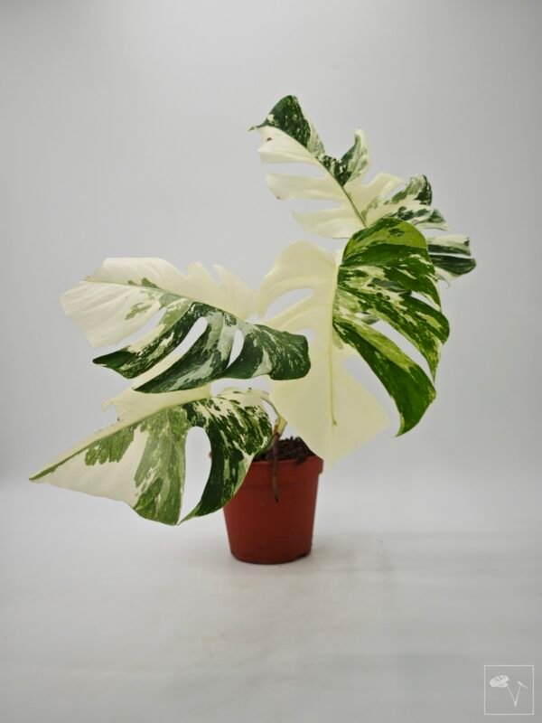 Monstera Albo Variegata (L) 18 - Imagen 3