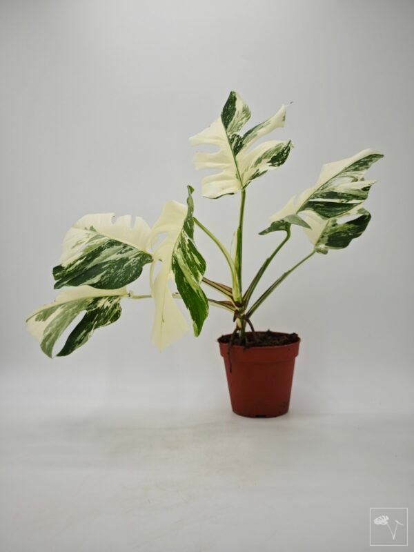Monstera Albo Variegata (L) 18 - Imagen 4