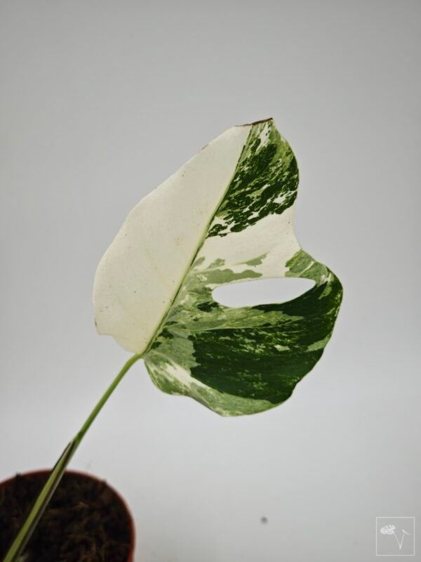 Monstera Albo Variegata (L) 18 - Imagen 5