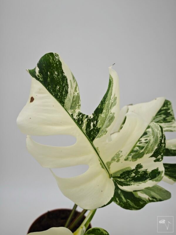 Monstera Albo Variegata (L) 18 - Imagen 6