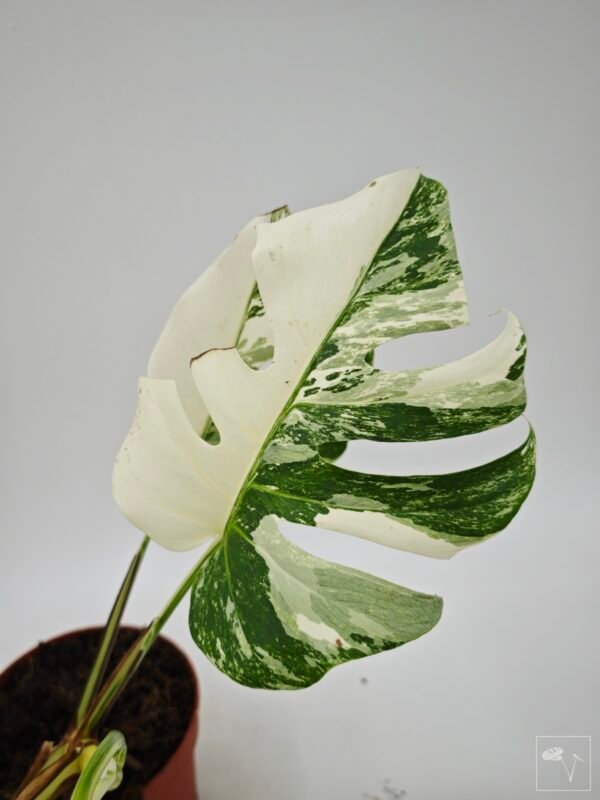 Monstera Albo Variegata (L) 18 - Imagen 7