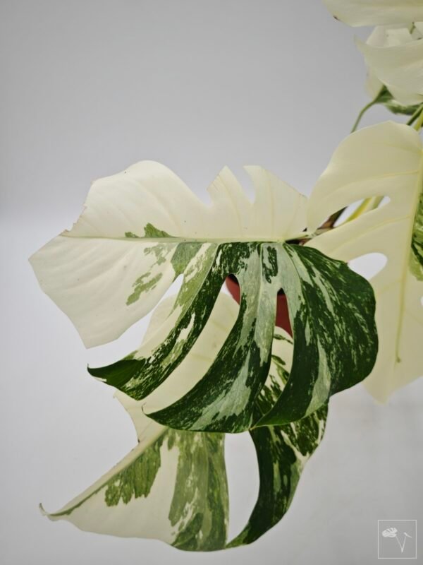 Monstera Albo Variegata (L) 18 - Imagen 8
