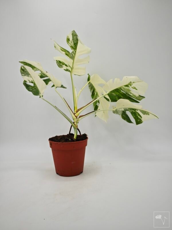 Monstera Albo Variegata (L) 18 - Imagen 9