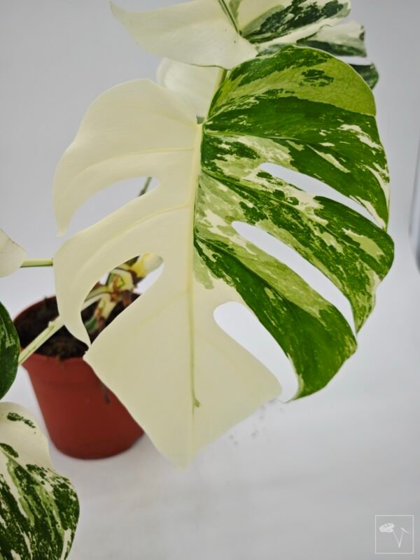 Monstera Albo Variegata (L) 18