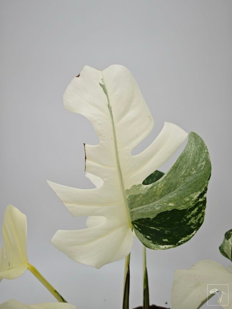 Solución a los Problemas Más Comunes en Plantas Variegatas