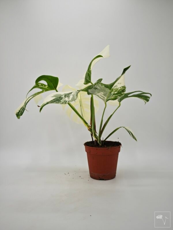 Monstera Albo Variegata (L) 19 - Imagen 3