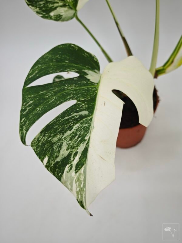 Monstera Albo Variegata (L) 19 - Imagen 4